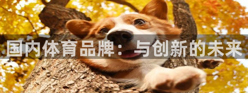 3377体育官方正版app娱乐平台：国内体育品牌：与